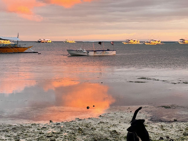 🦈 🌅 Chasing thresher sharks and sunsets 