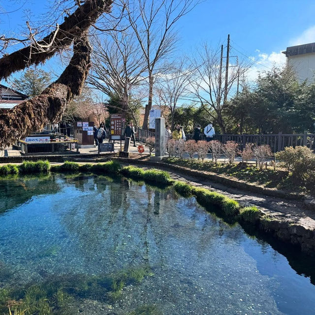 Serene Oasis at Oshino Hakkai!