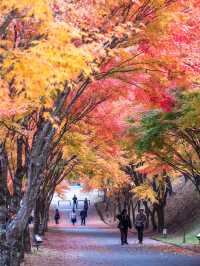 【この秋はここ行って！🍁】長野県・もみじ湖で1万本の紅葉を見に行こう！✨