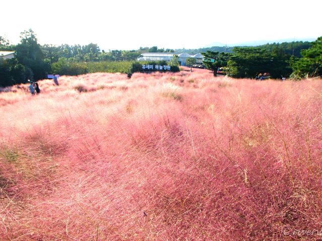 【韓国・済州島】秋の風物詩！ピンクのススキ畑「休愛里自然公園」