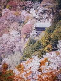 【吉野の桜】一生に一度は見てほしい奈良の絶景桜