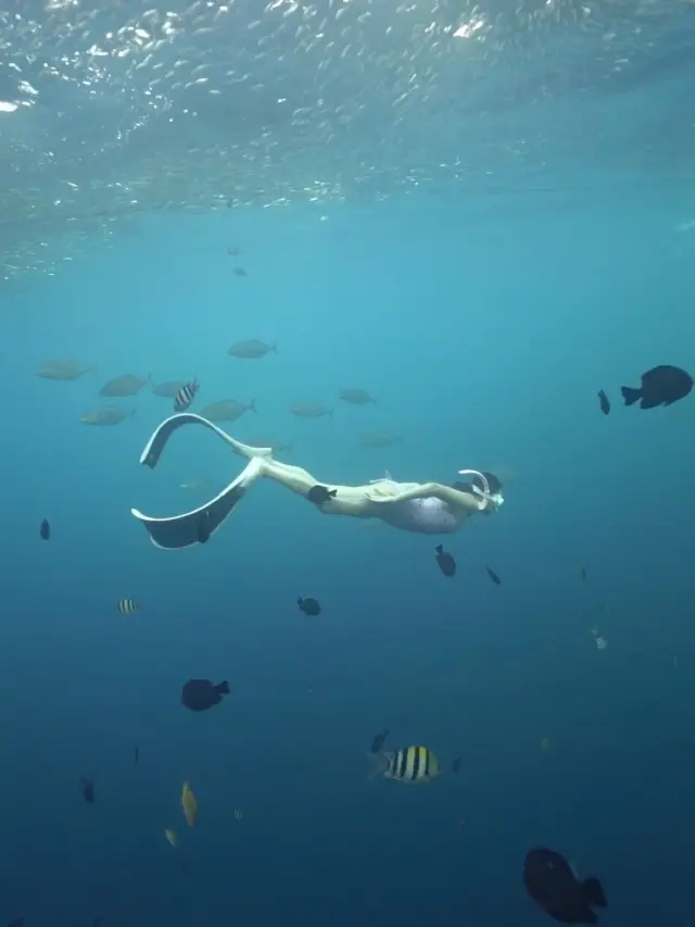 Escape the cold winter and head to the warm Philippines! Travel to Bohol, the mecca of freediving.