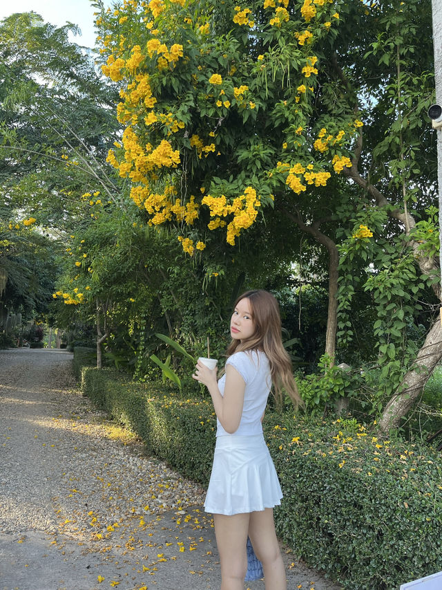 🍃Enlil ค่าเฟ่ในป่าต้นงิ้ว 🍵🧁