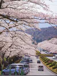 【静岡　富士霊園】知られざる美しさ桜スポット