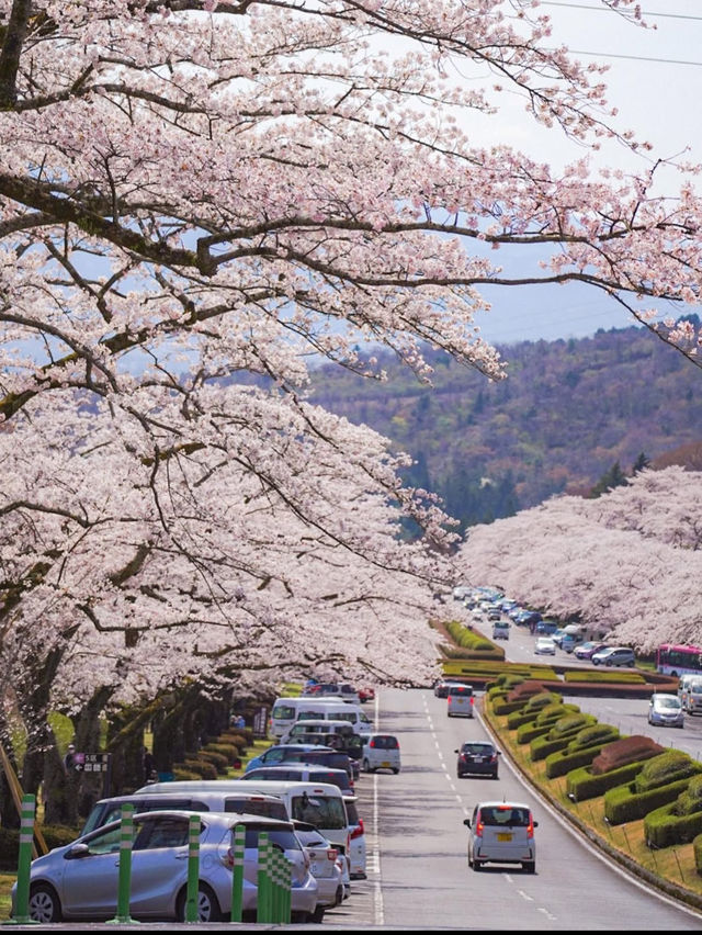 【静岡　富士霊園】知られざる美しさ桜スポット