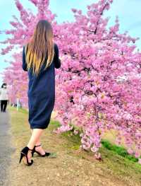 【冬に咲く桜】河津桜のおすすめスポット🪧
