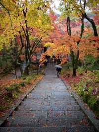 🍁 秋色に染まる常寂光寺で心ほどけるひととき 🍁