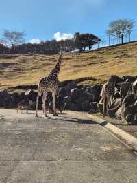 Kyushu Wildlife African Safari 🐆🐃🦬🦌🦓🐘🦒