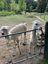 Whiti Farm Park: Animal Encounters and Adventure!