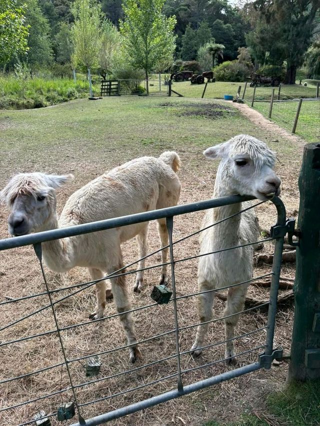 Whiti Farm Park: Animal Encounters and Adventure!
