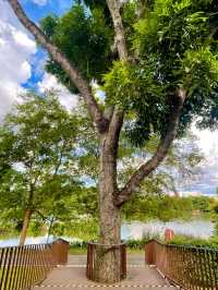 A Mindful Escape in Yishun: Tea, Nature, and a Moment of Stillness