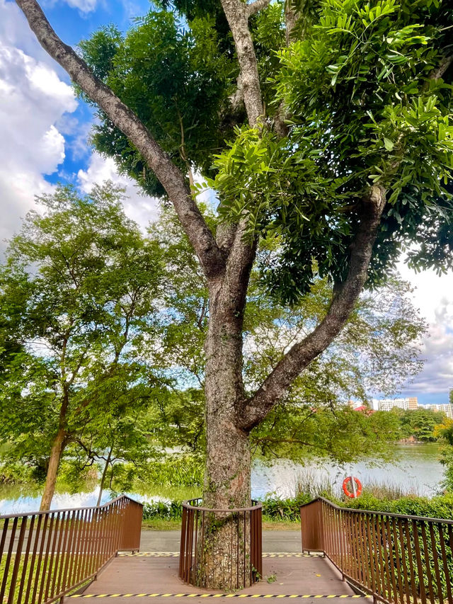 A Mindful Escape in Yishun: Tea, Nature, and a Moment of Stillness
