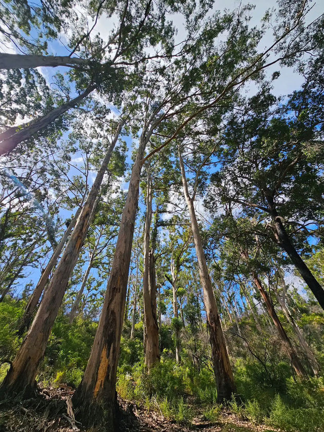 Boranup Forest Viewpoint