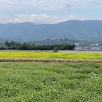 冬日田野漫遊-靜謐又美的旅程