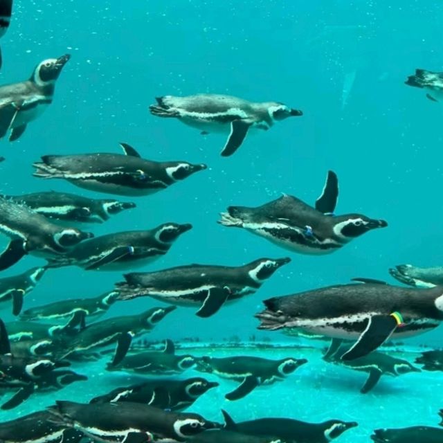 【上越水族館企鵝散步】