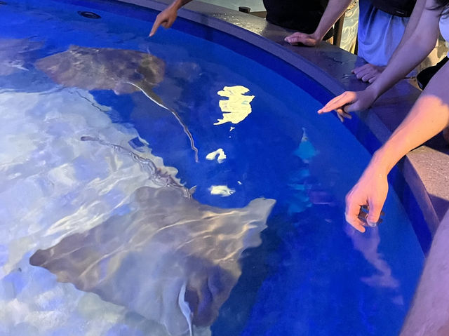 🐟 🐊✅Audubon Aquarium（ニューオーリンズ）攻略ガイド – 海の世界を満喫！