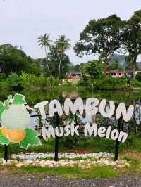 Tambun Musk Melon Agro Farm