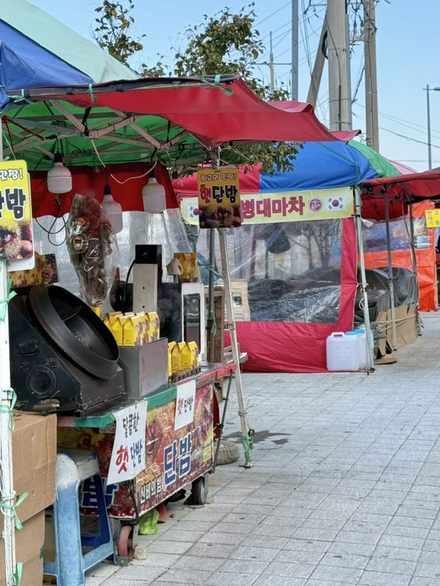 겨울 여수 여행지 오동도 🌺