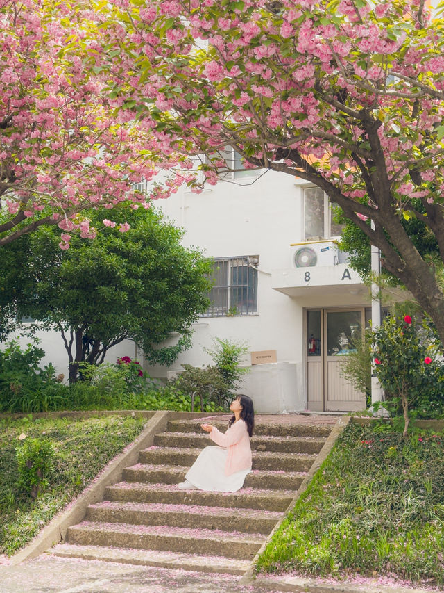 부산 겹벚꽃 명소 모음💞