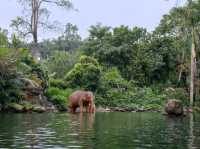 🚣‍♂️🌿 Jungle River Cruise