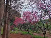 橘祥合院《古典三合院 櫻花盛開滿山紅》