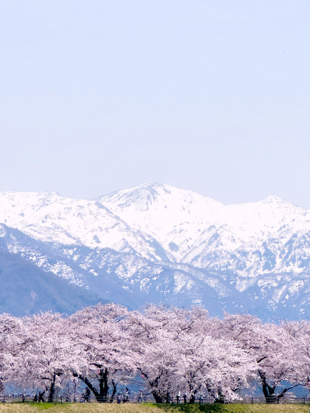 日本櫻花絕景「春之四重奏」🌸 雪山。櫻花。鬱金香一次看夠！