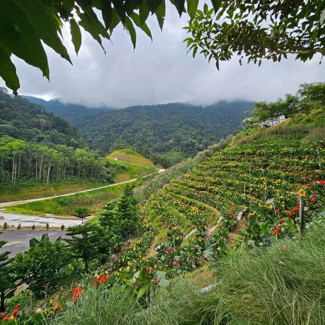 Beautiful Cameron Highlands 