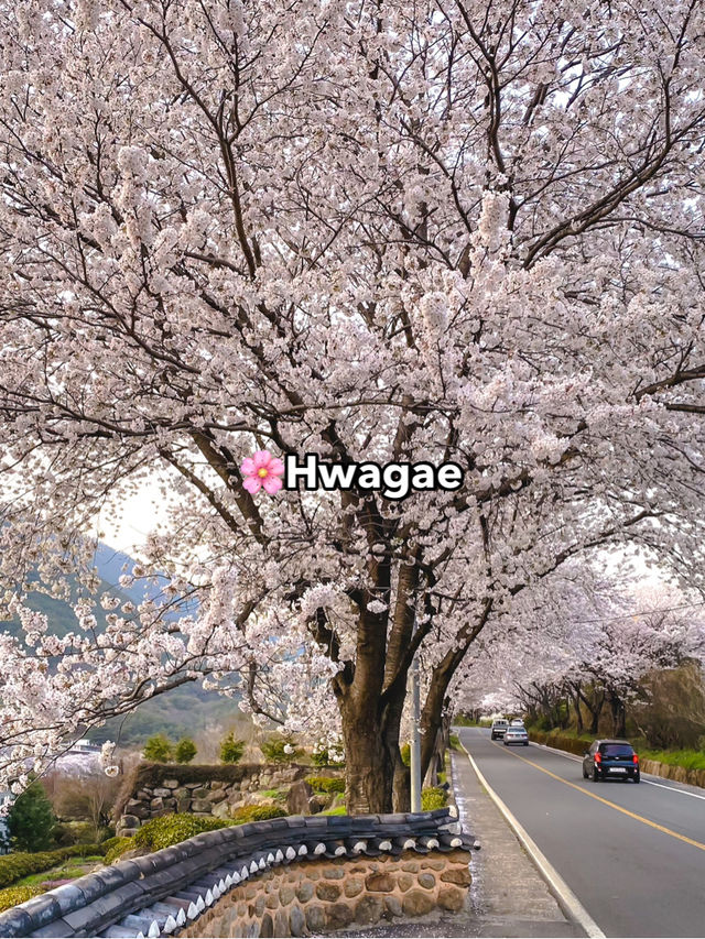 Top Spring Destinations in Korea🌸