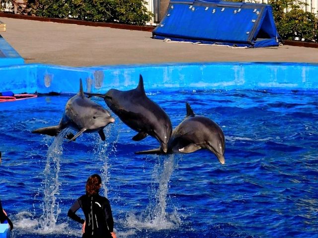 多麼神奇的水族館