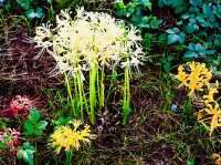 Spring Spectacle: Hiking through Flower Expo Memorial Park Tsurumi Ryokuchi