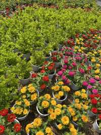 🌸 Ho Chi Minh City Flower Markets | A Burst of Color for Tết 🌿✨