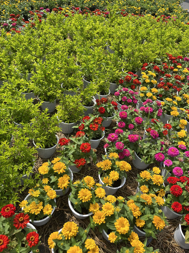 🌸 Ho Chi Minh City Flower Markets | A Burst of Color for Tết 🌿✨