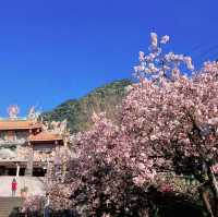 春日浪漫天元宮｜櫻花與天壇交織的詩意風景