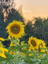 🌻ทุ่งทานตะวัน บ้านไร่นายรุ่ง🌻