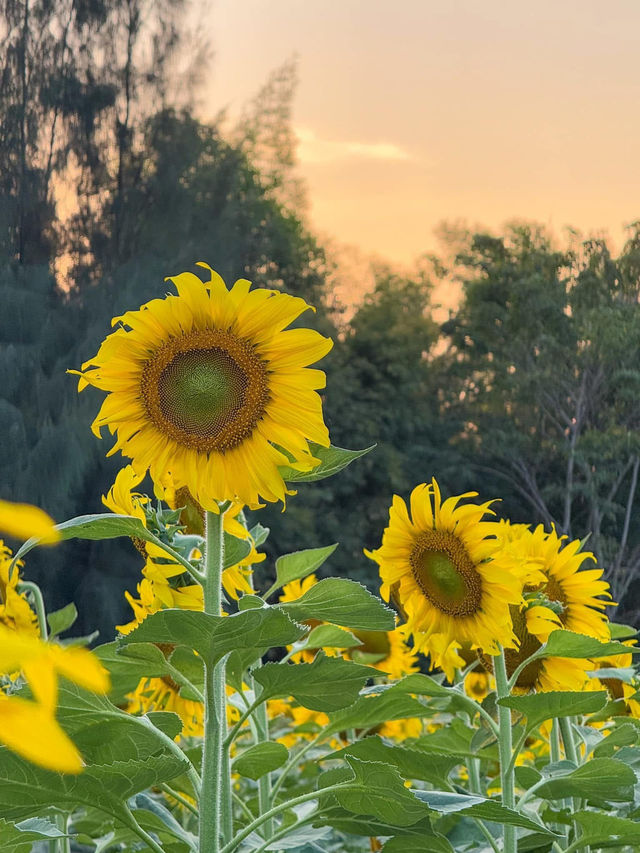 🌻ทุ่งทานตะวัน บ้านไร่นายรุ่ง🌻
