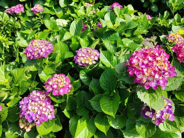 萬里高家繡球花田