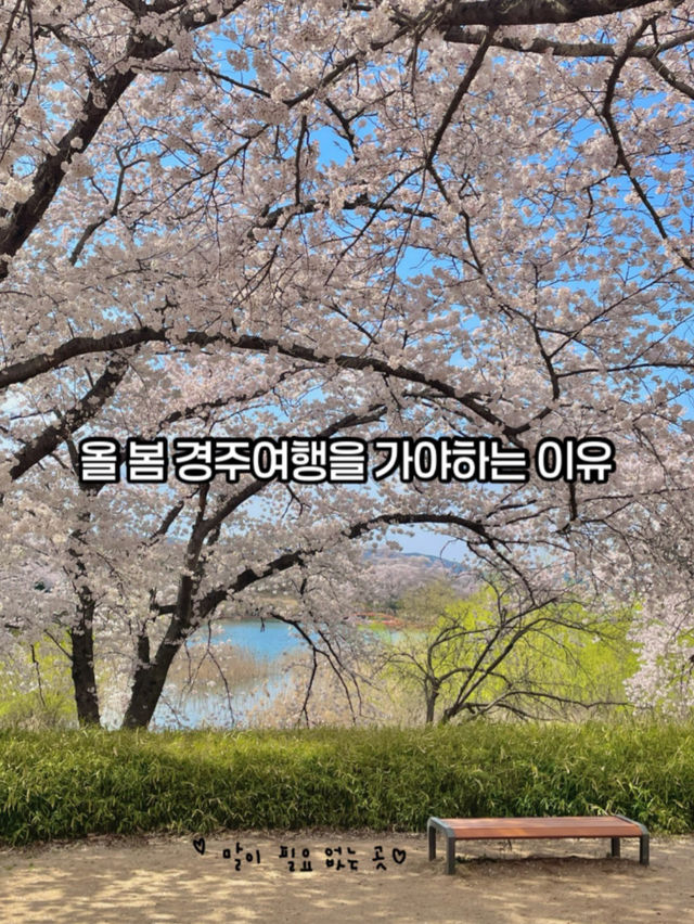 올 봄 경주로 떠나야하는 이유(경주벚꽃여행코스)