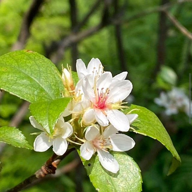 台北植物園 (Taipei Botanical Garden)