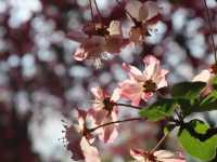 Gorgeous Plum Blossoms at Fengzeyuan Botanical Garden