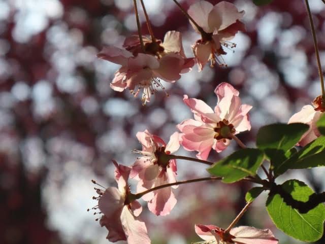 Gorgeous Plum Blossoms at Fengzeyuan Botanical Garden