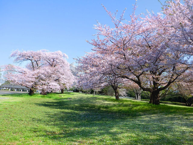 Chasing Sakura at Tokorozawa Aviation Memorial Park