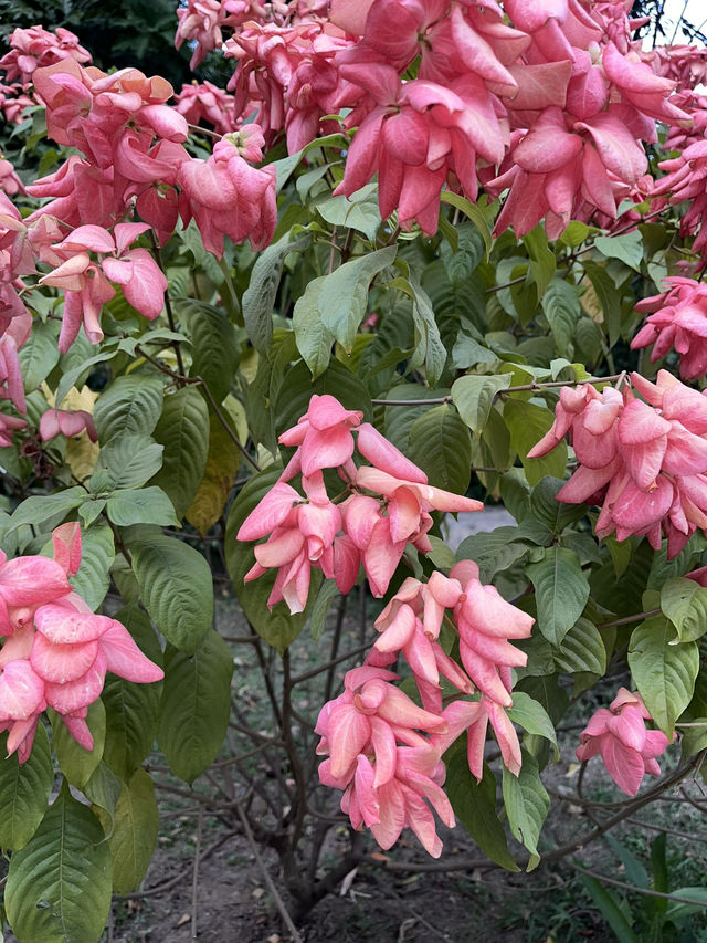 싱그러운 광저우 화남식물원을 가보셨나요? 🌸🌴