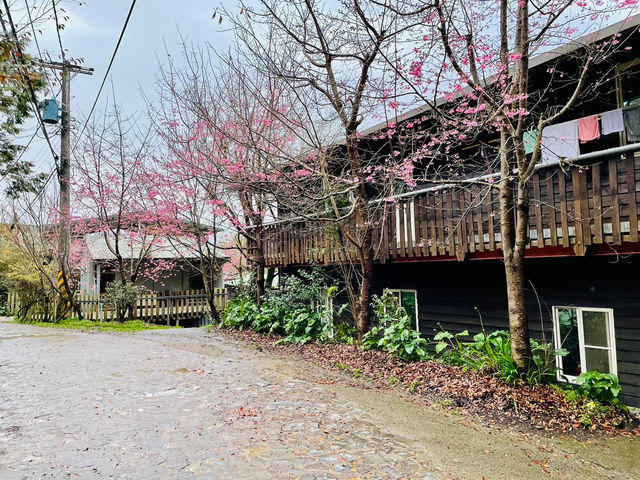  非去不可*新竹必踩櫻花點**司馬庫斯**