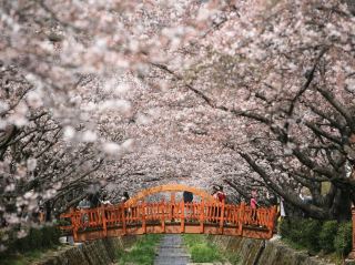 Chasing Sakura in Daegu