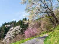 Chasing Sakura at Ogawa Village Nitanda District