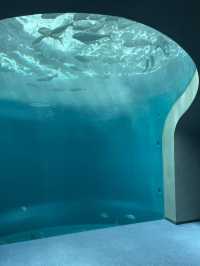 人生で出会った最高の水族館🪸私のTOP1！
