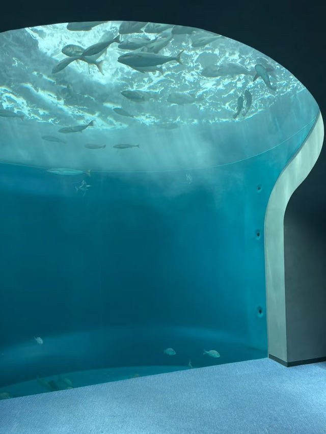 人生で出会った最高の水族館🪸私のTOP1！