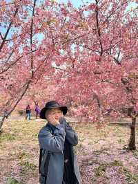 Best place for cherry blossom bloom in Taichung 💐🌸