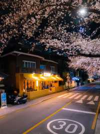 벚꽃이 가득한 온천천 카페거리 밤산책🌸🖤