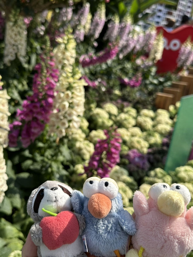 百花齊放的香港花卉展覽2025🥰😘😍💐🌺🪻🌸🌻🌞
